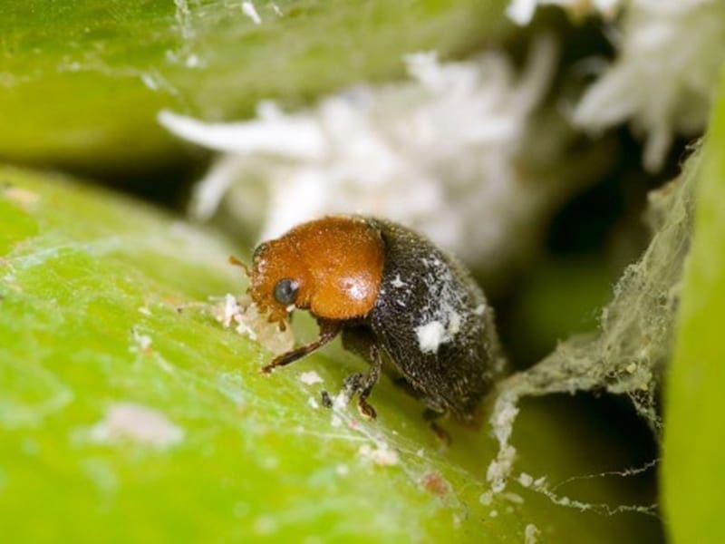 Cryptolaemus adult beetle feeding on young mealybug (Photo: Denis Crawford)