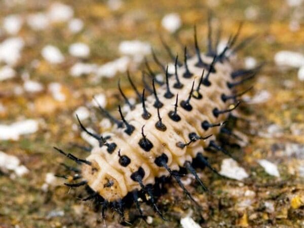 Caterpillar with black spines on a cream body, resting on a textured earthy surface.