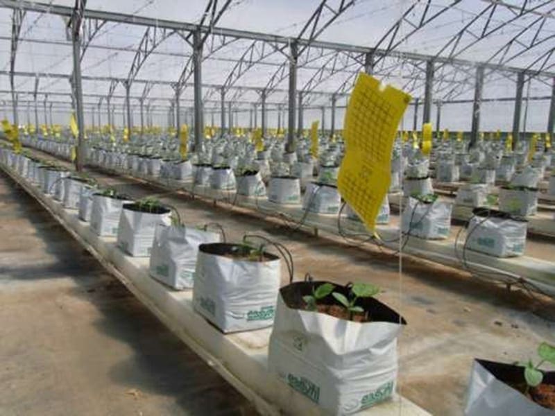 Greenhouse interior with plants in bags, irrigation, and yellow monitoring tags.