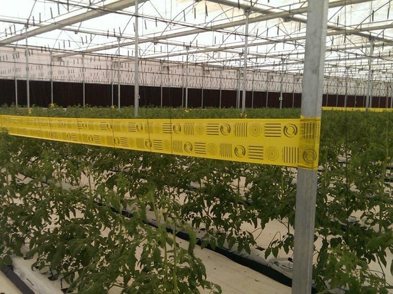 Indoor greenhouse with plants, yellow patterned tape, and transparent ceiling for natural light.