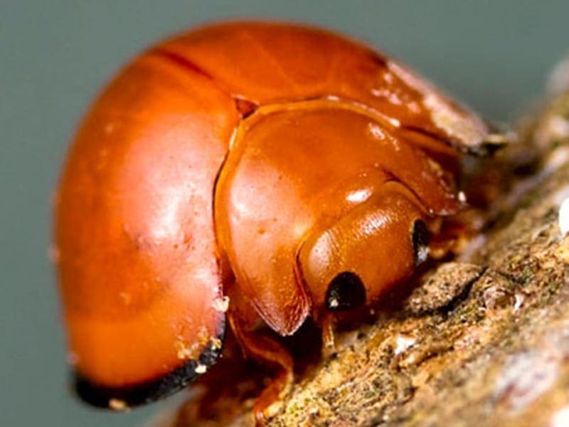 Close-up of a small orange beetle with black spots on bark.