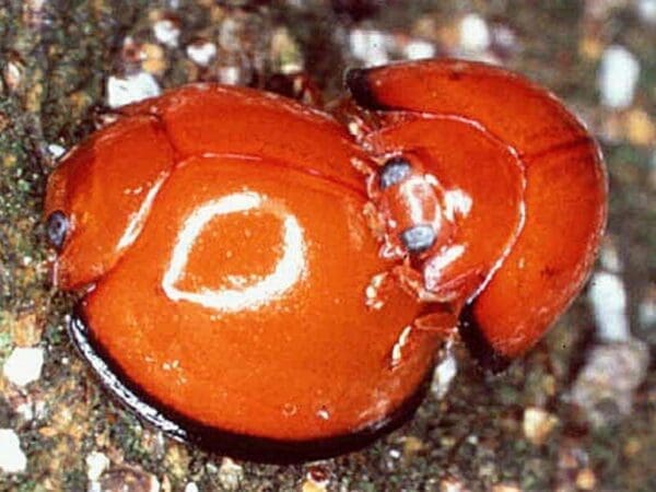 Close-up of an orange ladybug with shiny shell and spots on a natural surface.