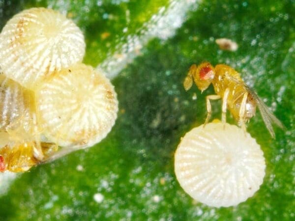 Trichogramma wasp laying an egg into heliothis moth egg.