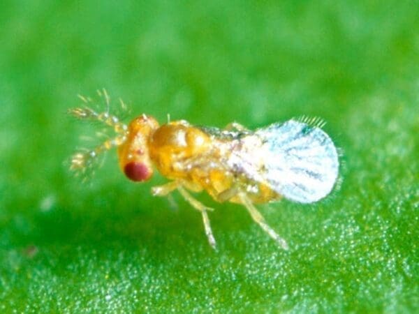 Adult trichogramma wasps are less than 0.5mm long.