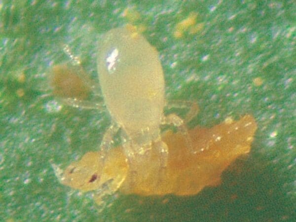 Montdorensis predatory mite and whitefly pupa