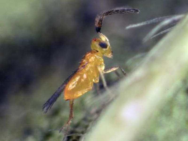 Eretmocerus hayati