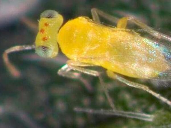 Whitefly parasite, Eretmocerus hayati
