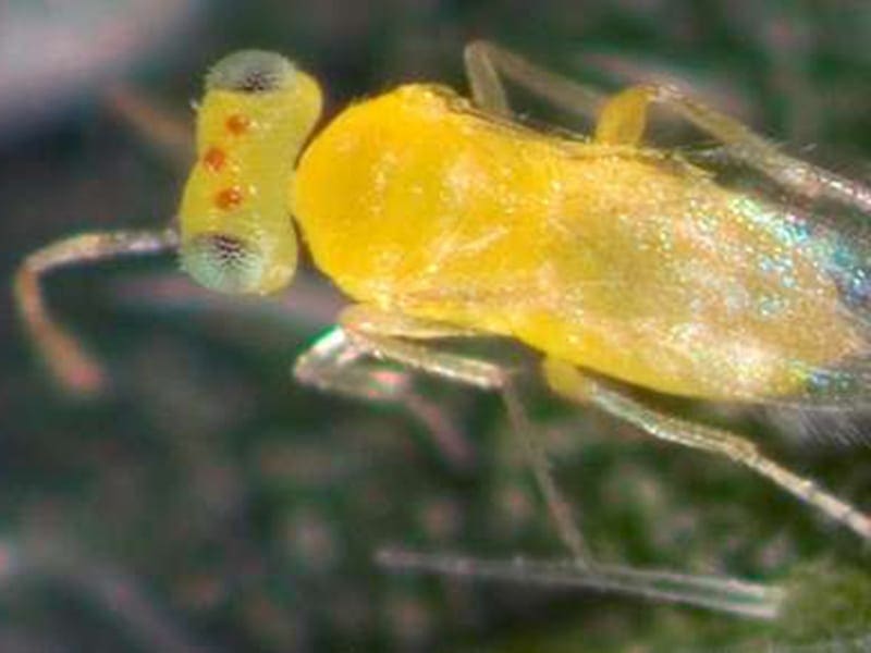 Whitefly parasite, Eretmocerus hayati