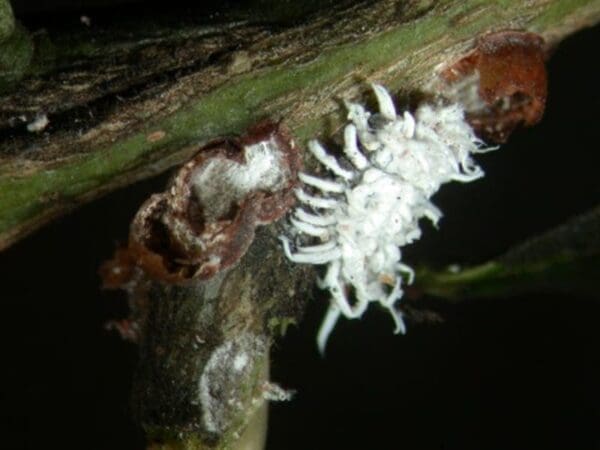 Cryptolaemus larvae feeding on pulvinaria scale (Photo: Dan Papacek)