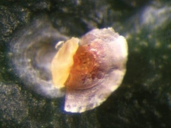 Aphytis egg on soft bodied scale insect - revealed beneath scale cover under the microscope (photo Dan Papacek)