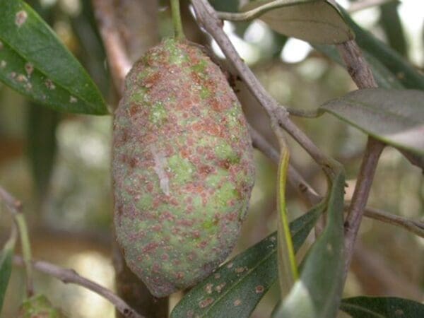 Red scale on olive fruit (photo Dan Papacek)