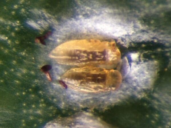 Two aphytis pupae revealed after scale cover has been removed.  These will hatch into wasps within a couple of days. (Photo Dan Papacek)