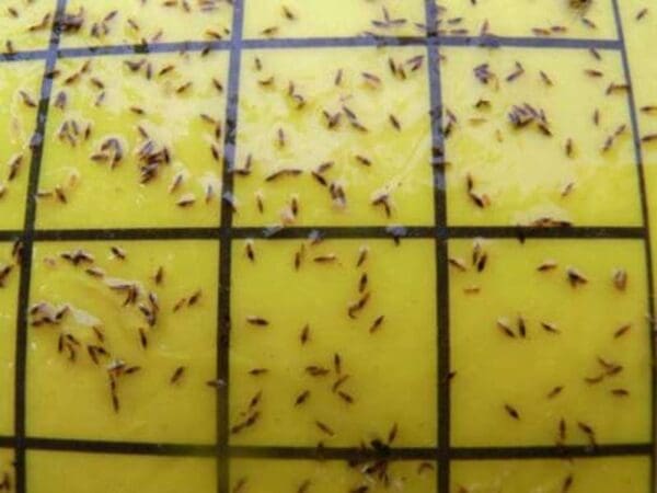 Yellow sticky insect trap with numerous small insects on a grid pattern.