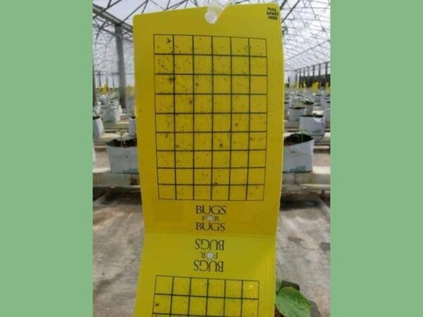 Yellow sticky trap with grid labeled "Bugs for Bugs" in a greenhouse for insect monitoring.