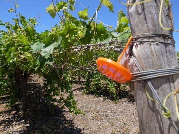 Plastic MAT cup placed in table grape vineyard