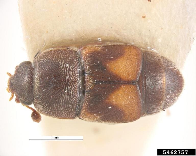 Carpophilus beetle