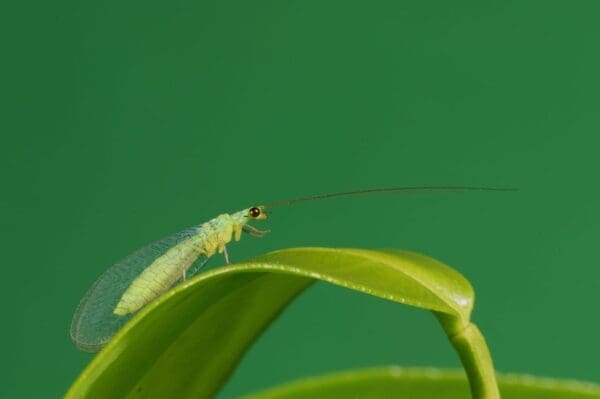 Adult green lacewing