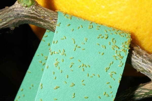 Aphytis wasps at point of release in the orchard (photo Dan Papacek)