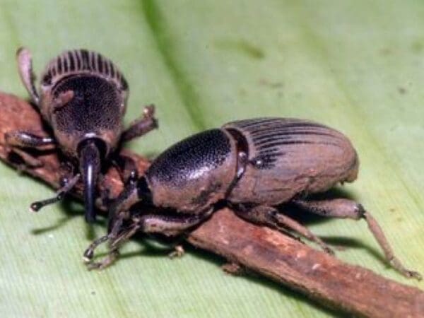 Banana weevil borers