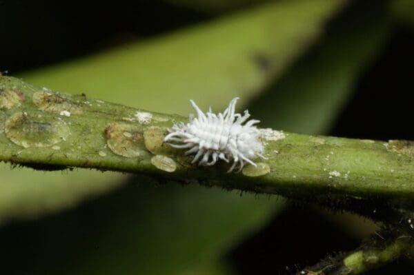 Cryptolaemus larva feeding on green coffee scale