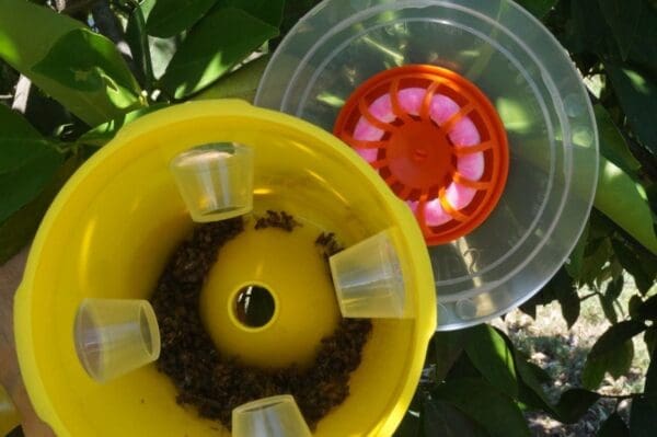 Fruit Fly Trap Pro, showing trap catch and Q Fly Wick attached to lid.