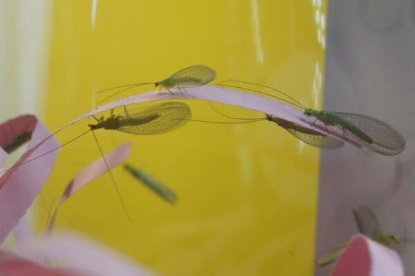 Adult lacewings emerge after spending time in the pupal phase (photo: Dan Papacek)