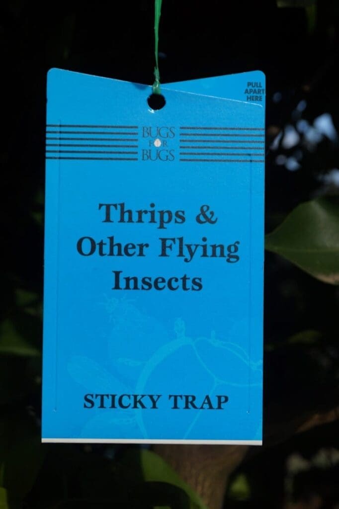 Bugs for Bugs blue sticky trap