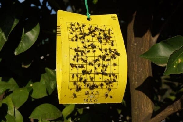 House flies caught on Bugs for Bugs yellow sticky trap