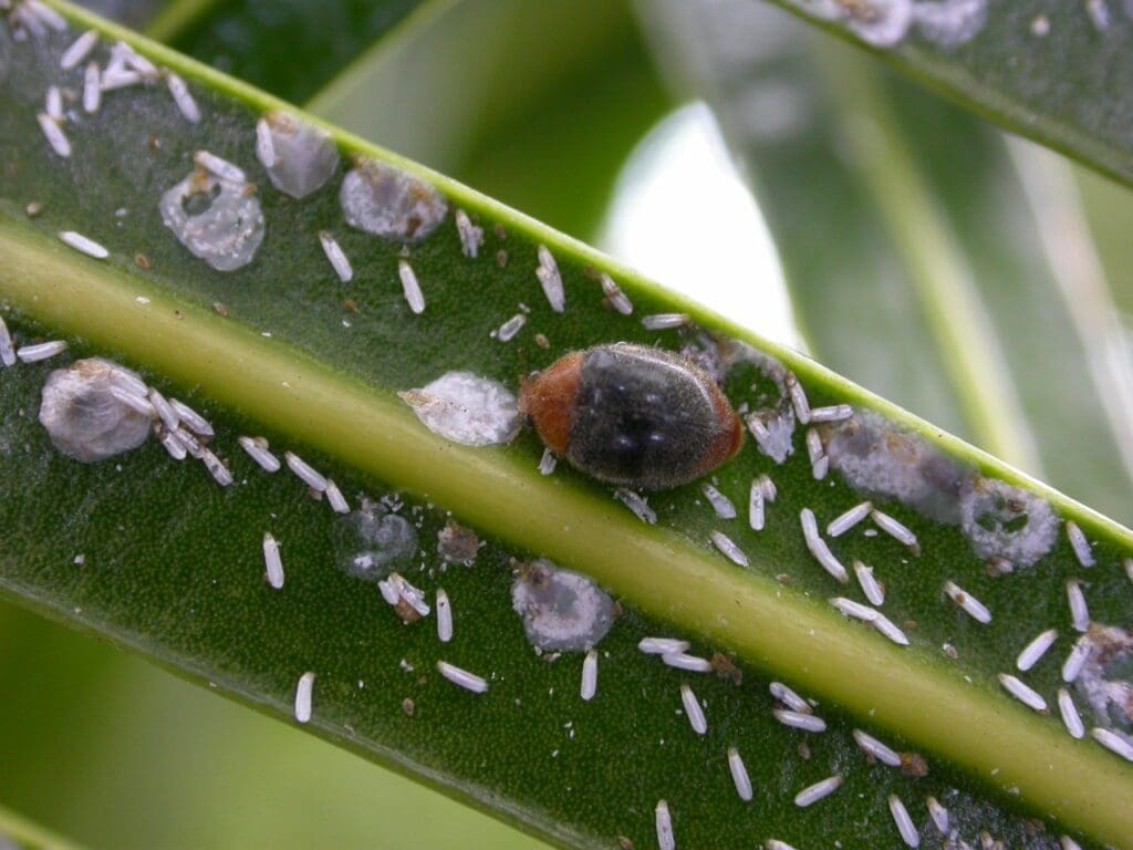 Cryptolaemus feeding on diaspid scale on Cycad (Hawaii 2005)