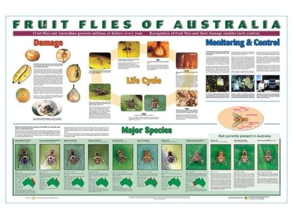 Fruit flies of Australia poster 1