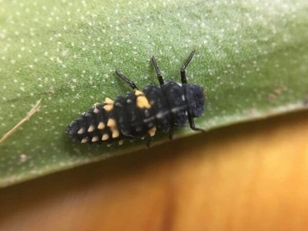 Larval form of the spotted ladybird, Harmonia octomaculata.  (Photo: Dan Papacek)