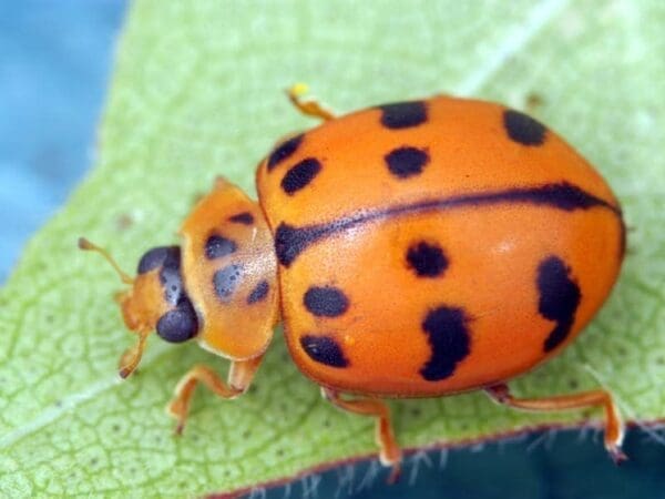 Adult spotted ladybird beetle, Harmonia octomaculata (Photo: CSIRO Science Image database)