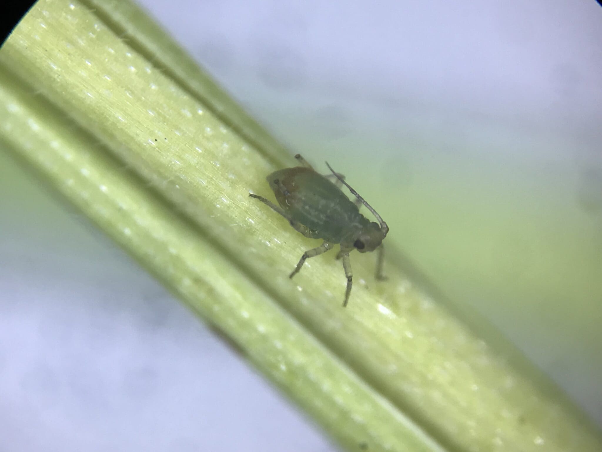 Small green insect on light green plant stem, blurred background.