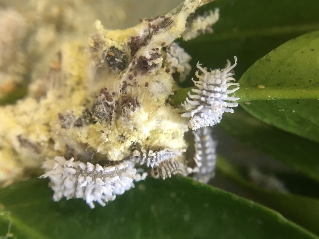 A group of small, segmented insects with white, fuzzy bodies are clustered on green leaves. The surface they inhabit appears powdery, with a mix of pale yellow and brownish textures nearby.