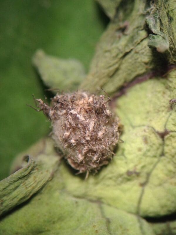 Lacewing larva feeding on a hapless aphid (Photo: Angelica Cameron)