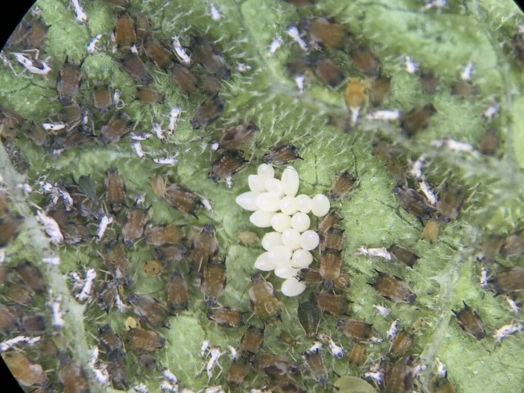 Cluster of small brown insects and white eggs on a textured green surface.