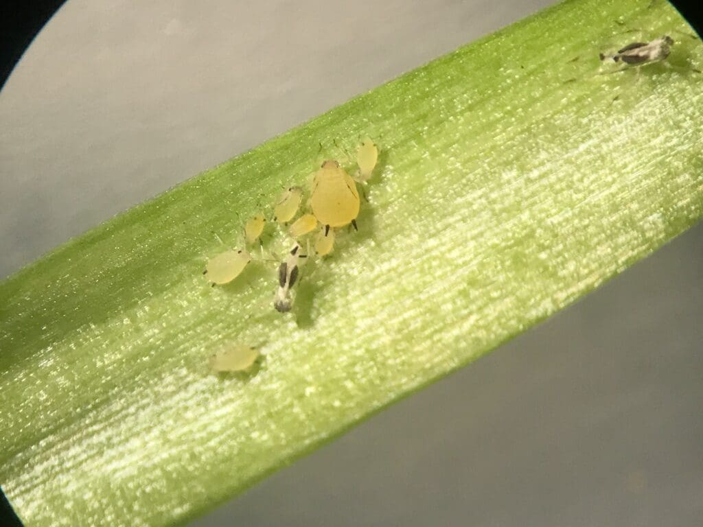 Small yellowish-green insects, likely aphids, clustered on a green leaf.