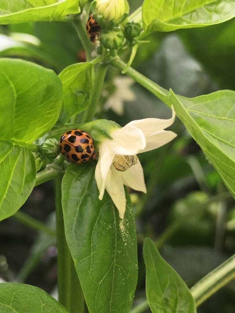 Harmonia conformis? on capsicum