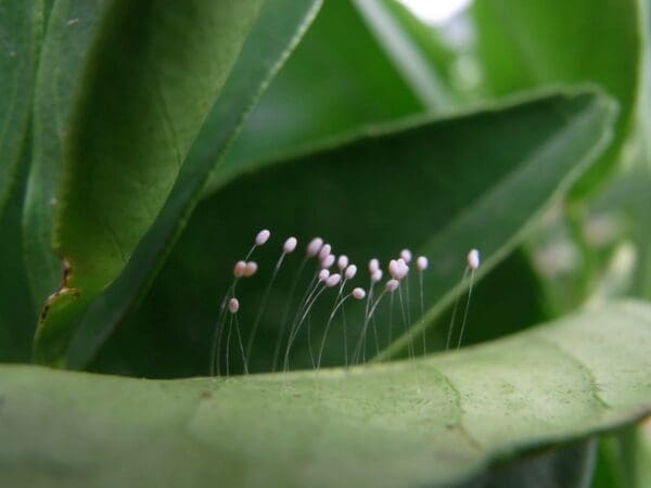 Lacewing eggs are laid on stalks in clusters