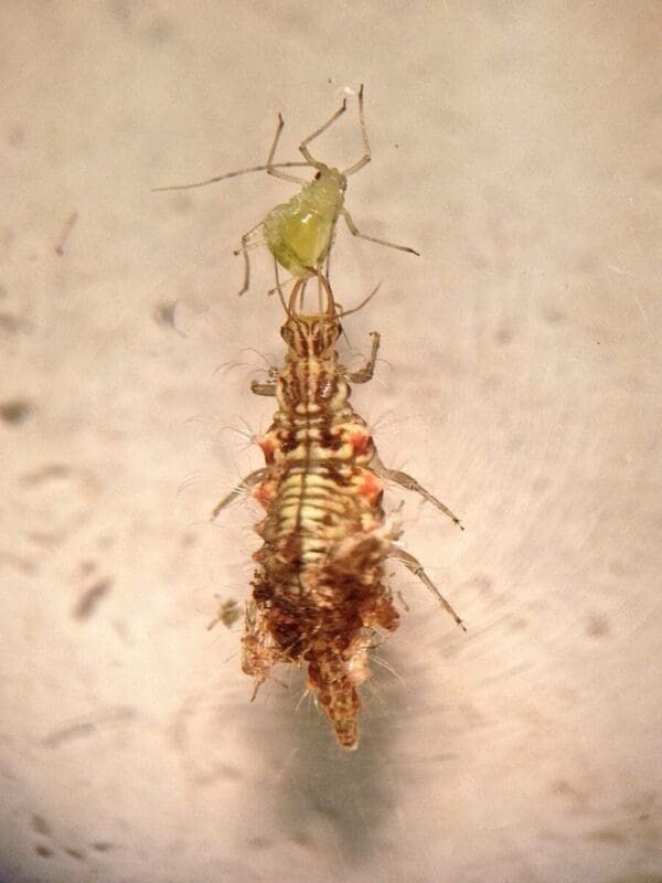 Lacewing larva feeding on a hapless aphid (Photo: Angelica Cameron)