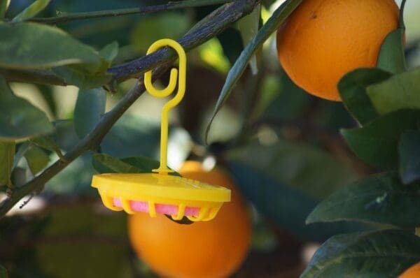 Plastic MAT cup suspended in citrus tree