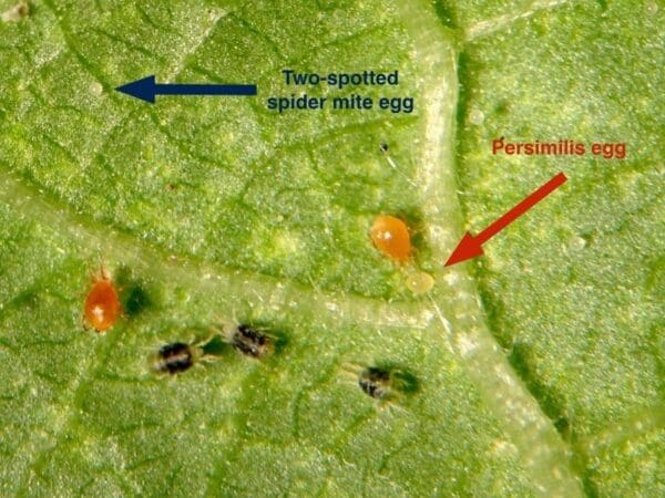 Persimilis feeding on two-spotted spider mite (Photo: Andrew Manners, QDAFF)