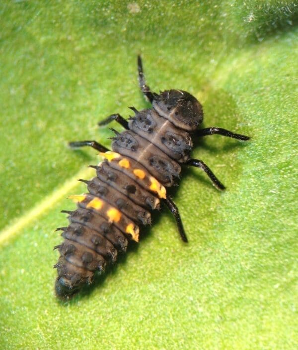 Spotted ladybird larva