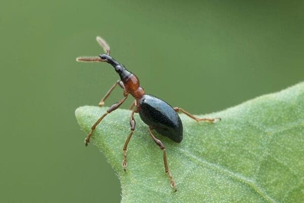 Sweet potato weevil