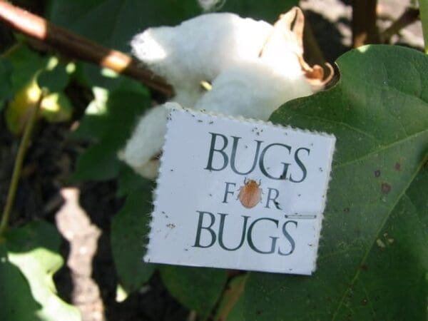 Trichogramma wasps emerging from capsules release card in cotton crop