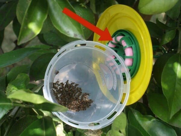 Q Fly wick (indicated by arrow) mounted in fruit fly trap