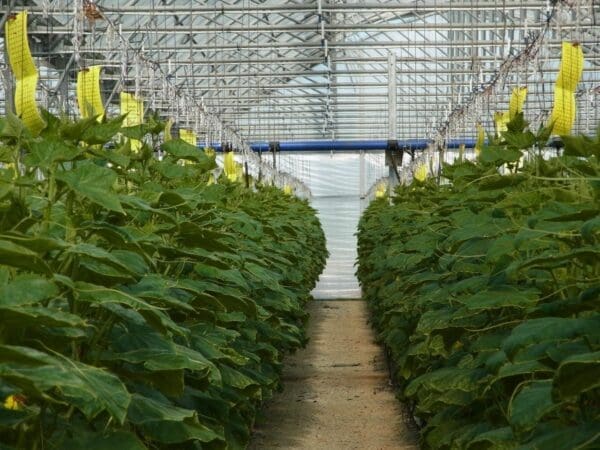 Yellow sticky traps in cucumber crop (Photo: Dan Papacek)