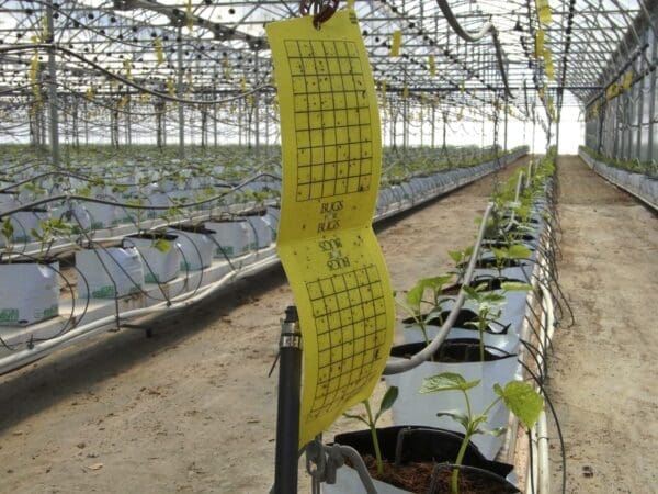 Yellow sticky traps in commercial cucumber crop (Photo: Dan Papacek)