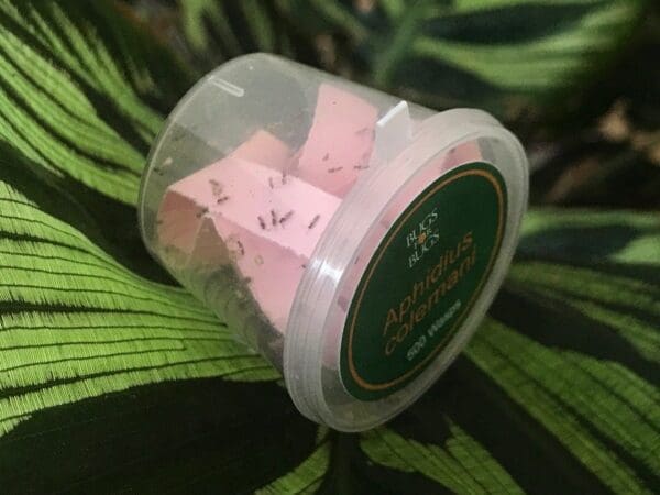 Plastic container labeled "Aphidius colemani" on leaves, contains pink paper and tiny wasps.