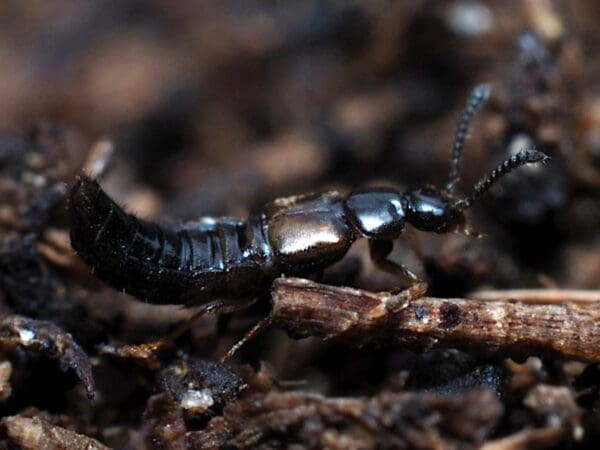 Small black beetle on decaying wood with dark, blurry organic background